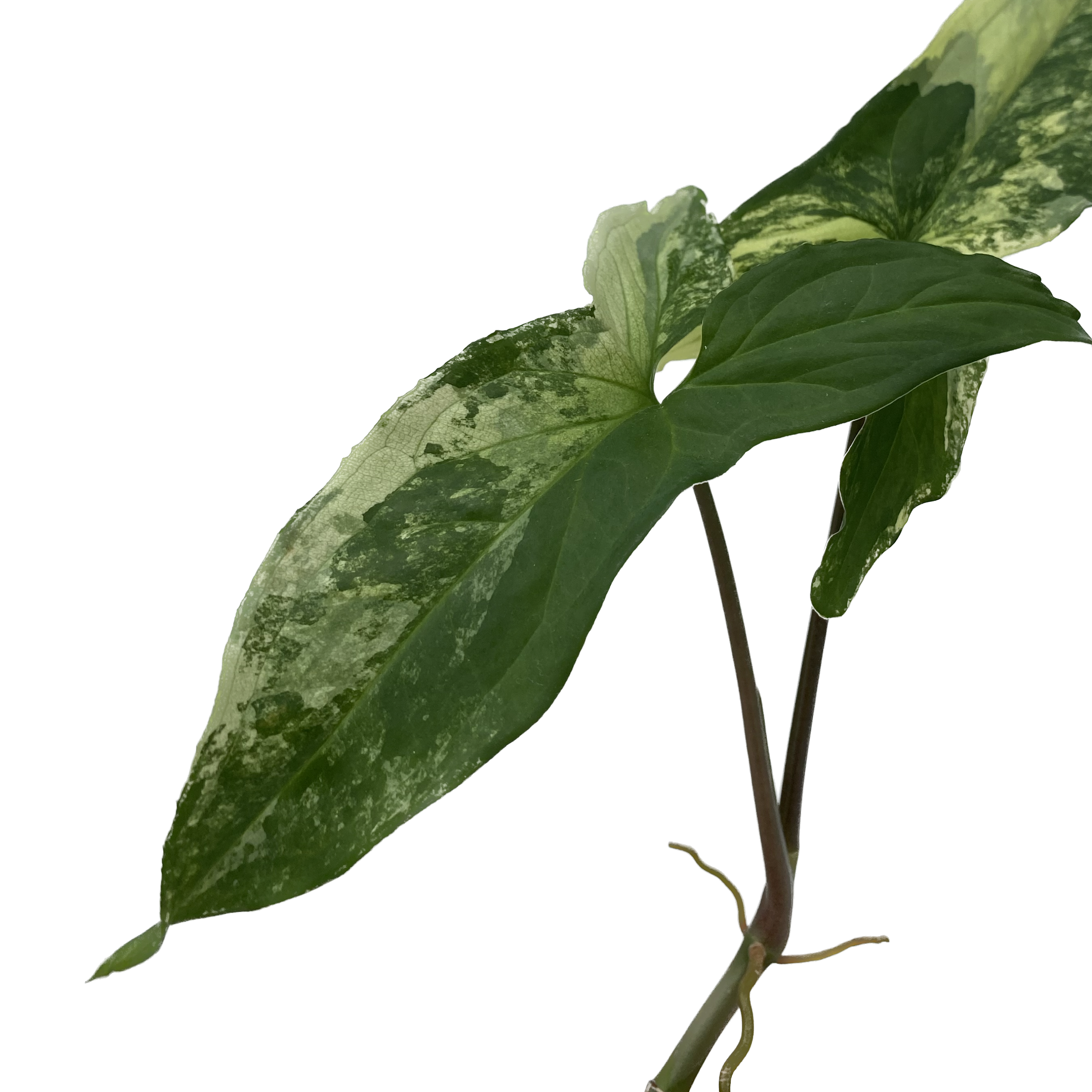 Syngonium podophyllum ‘Albo Variegatum’